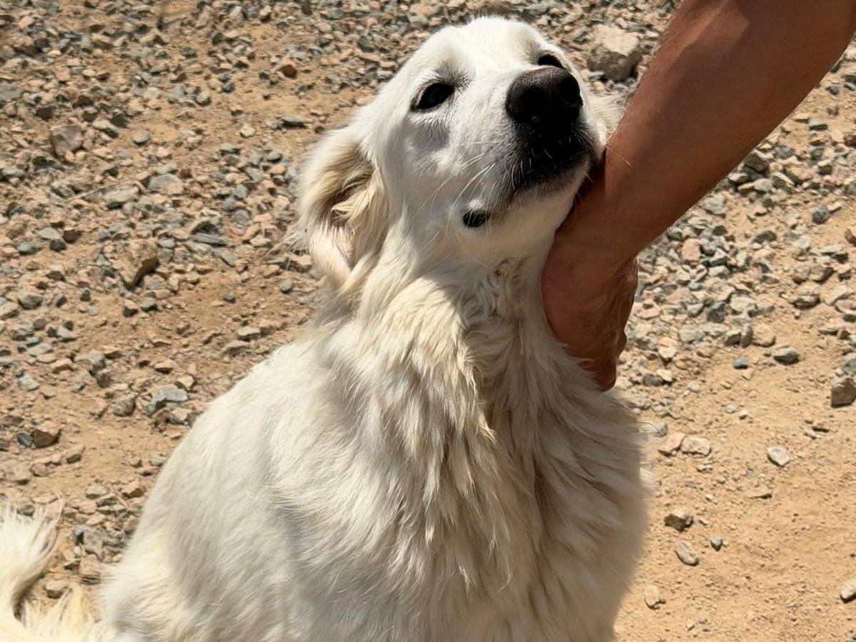Adotta un cane, femmina, 2 anni e 6 mesi, Sassari