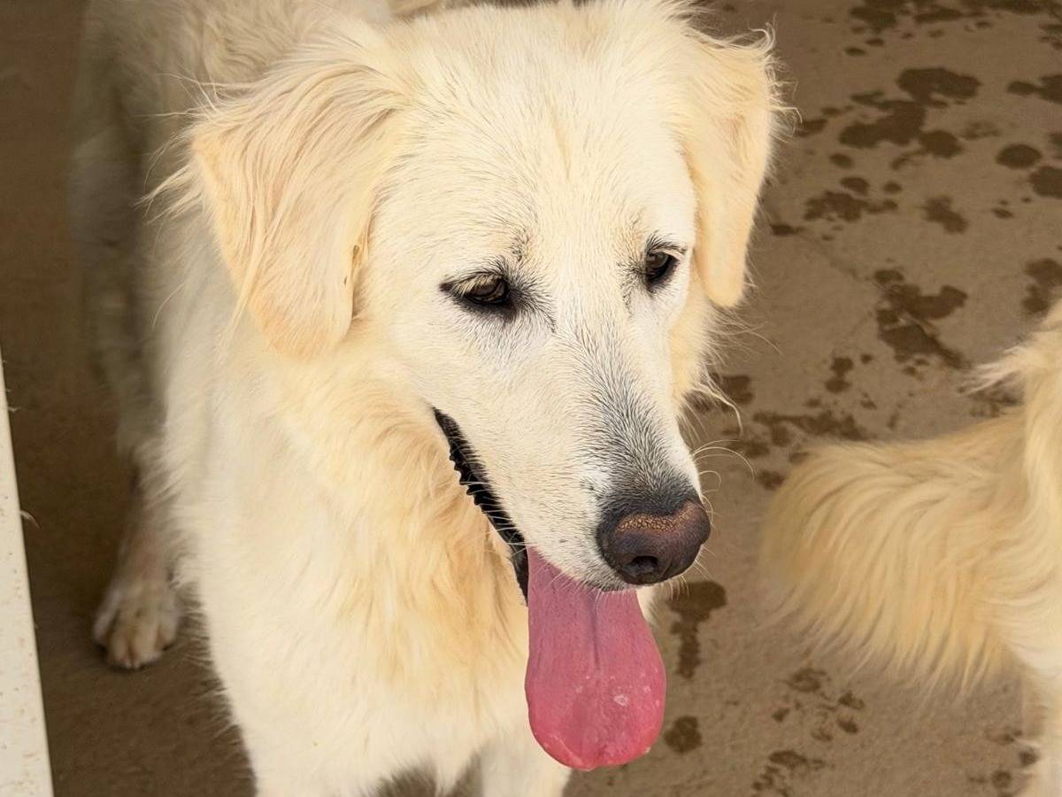 Adotta un cane, taglia media, femmina, Sassari