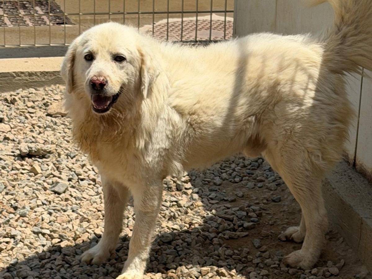 Adozione cane, maschio, Razza sconosciuta Razza sconosciuta, 5 anni e 5 mesi, taglia grande, Sassari