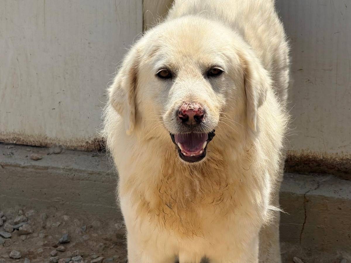 Adotta un cane, maschio, 5 anni e 5 mesi, Sassari