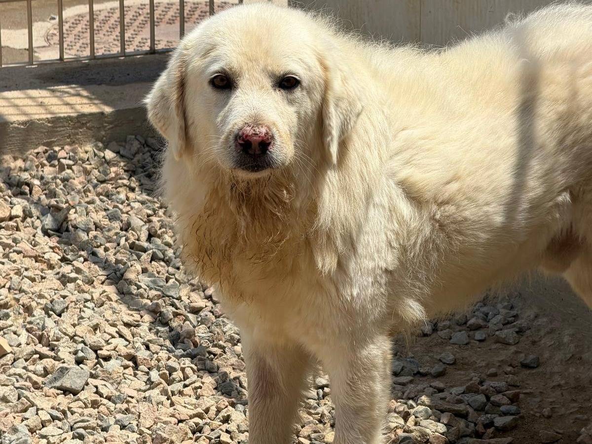 Adotta un cane, taglia grande, maschio, Sassari