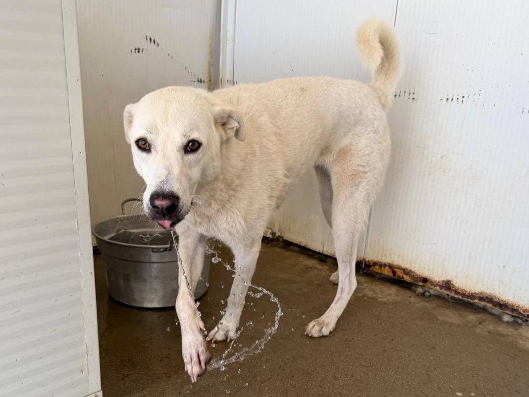 Adozione cane, femmina, Razza sconosciuta Razza sconosciuta, 3 anni, taglia media, Sassari