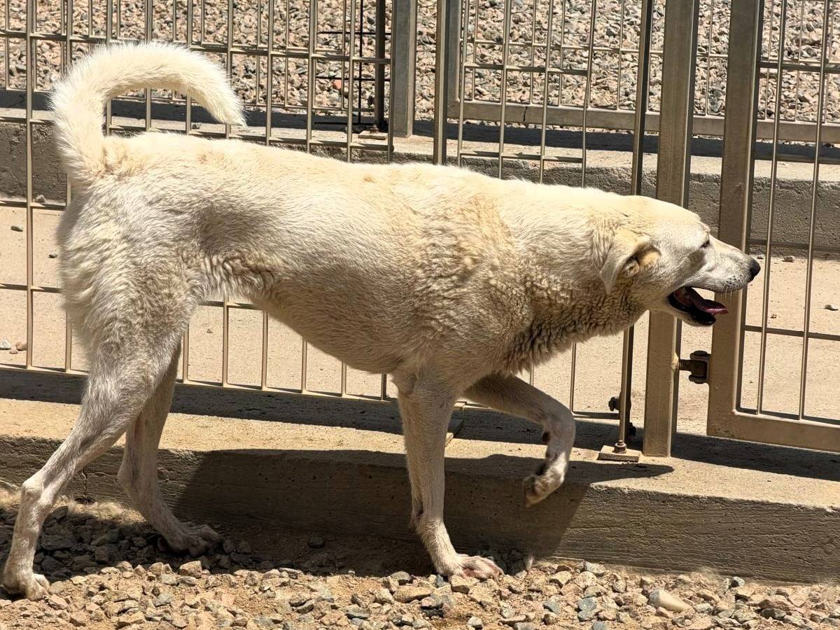 Adotta un cane, femmina, 3 anni, Sassari