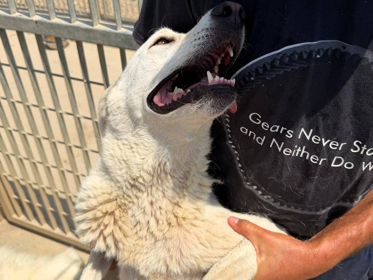 Adotta un cane, taglia media, femmina, Sassari