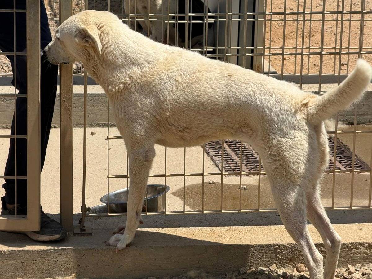 Vuoi adottare un cane a Sassari?
