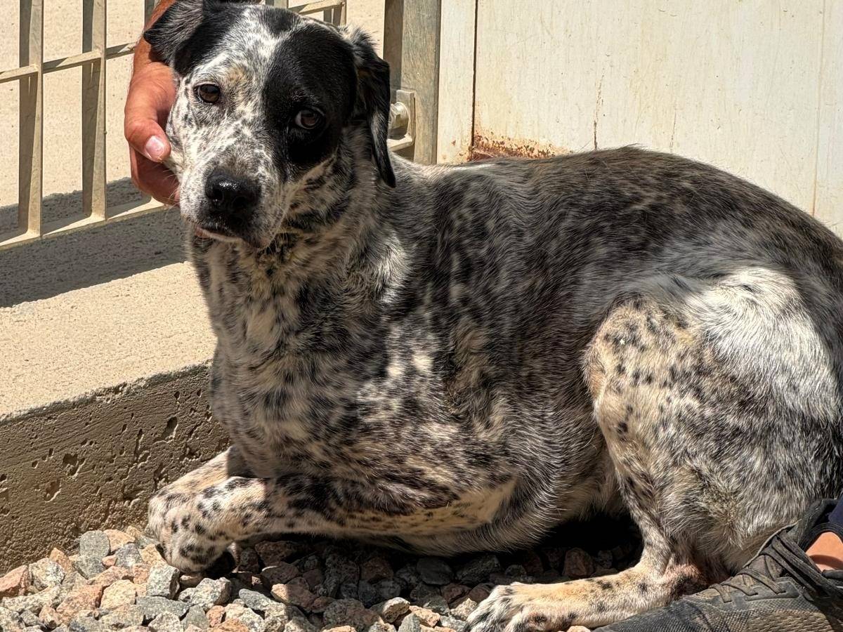 Adozione cane, femmina, Razza sconosciuta Razza sconosciuta, 6 anni e 6 mesi, taglia media, Sassari
