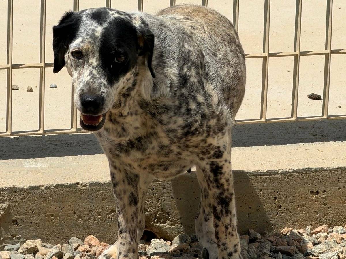Adotta un cane, femmina, 6 anni e 6 mesi, Sassari