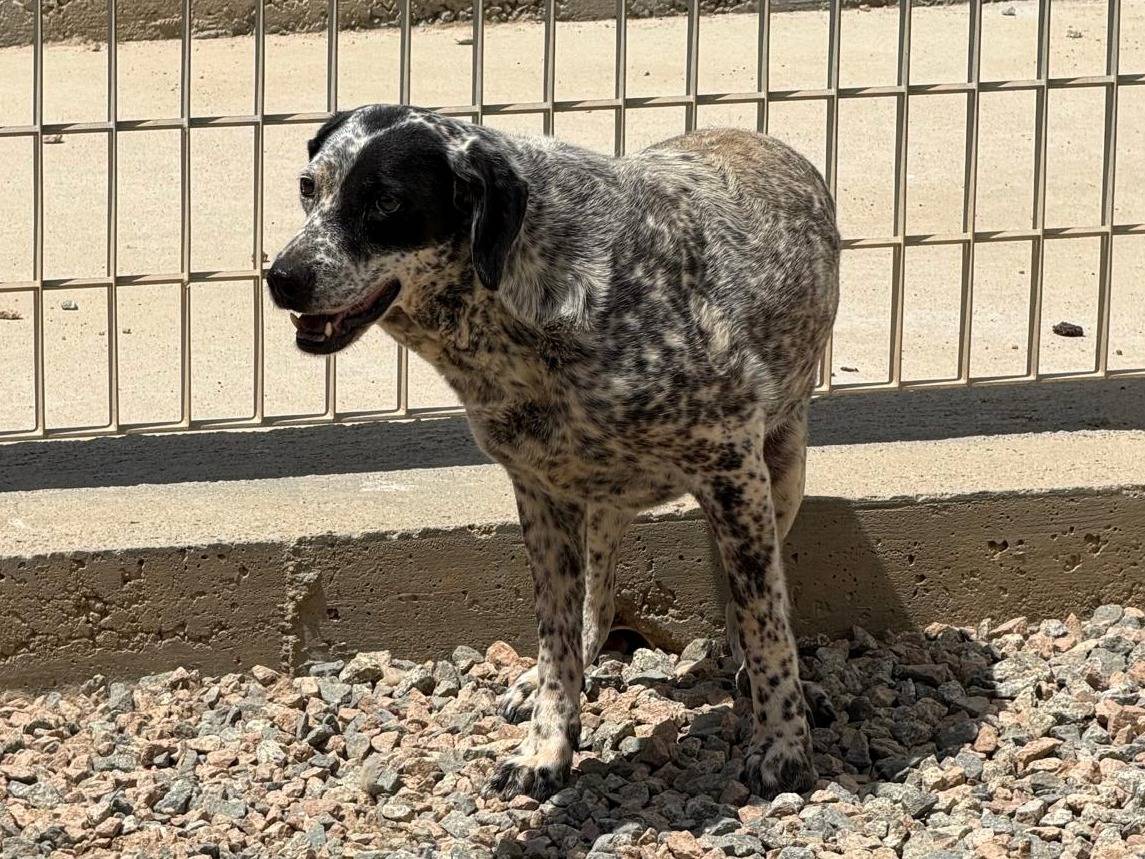 Adotta un cane, taglia media, femmina, Sassari