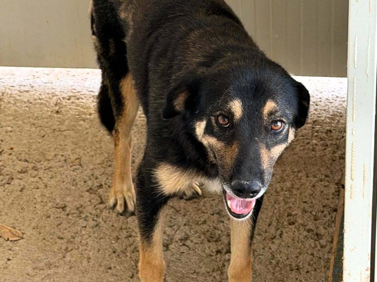 Adozione cane, maschio, Razza sconosciuta Razza sconosciuta, 4 anni e 7 mesi, taglia media, Sassari