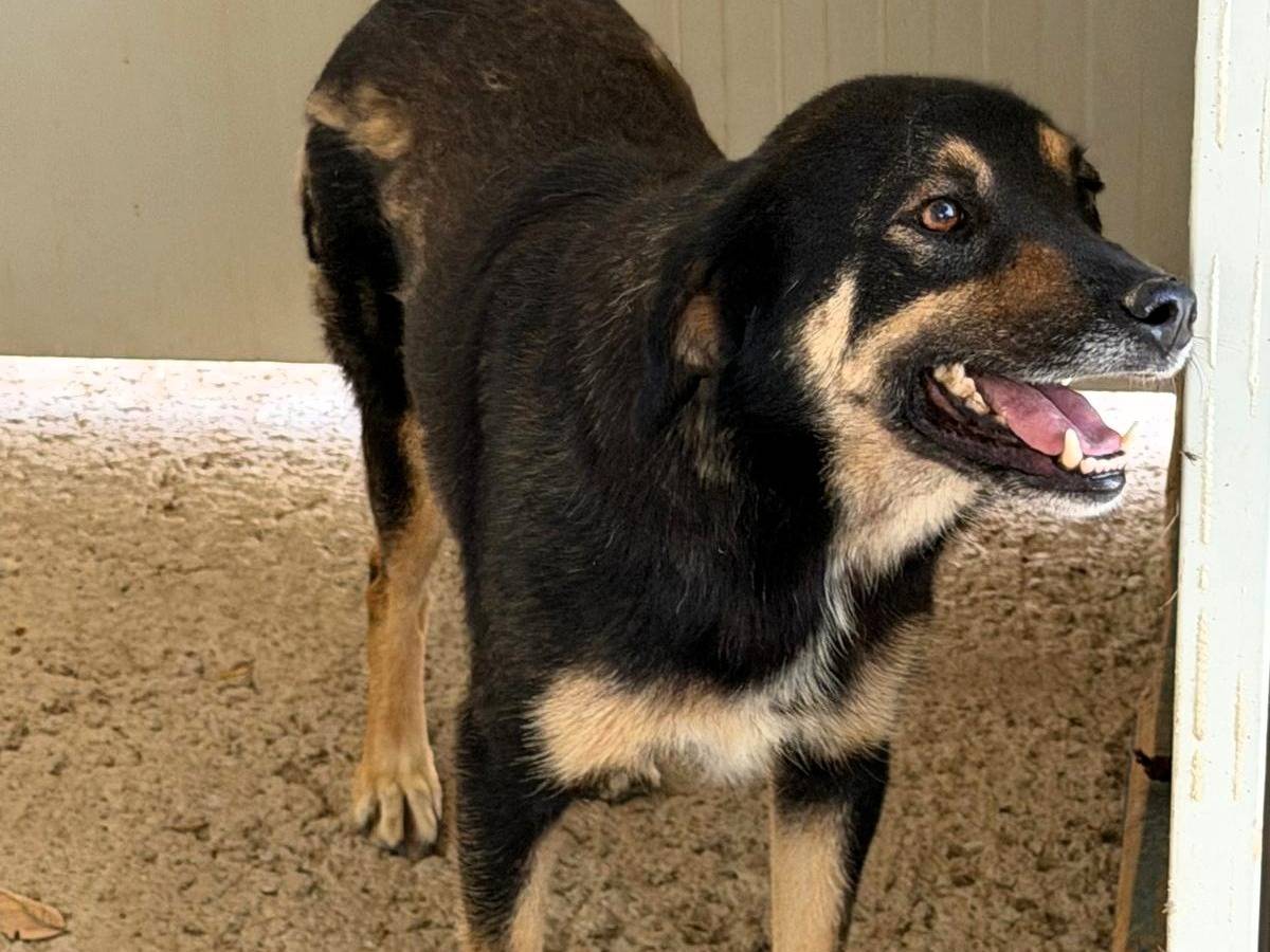 Adotta un cane, maschio, 4 anni e 7 mesi, Sassari