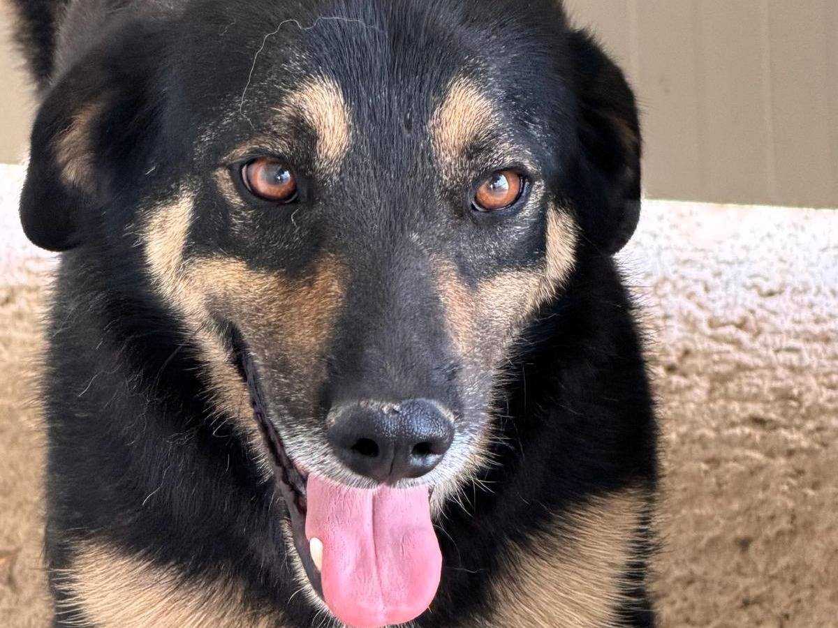 Adotta un cane, taglia media, maschio, Sassari