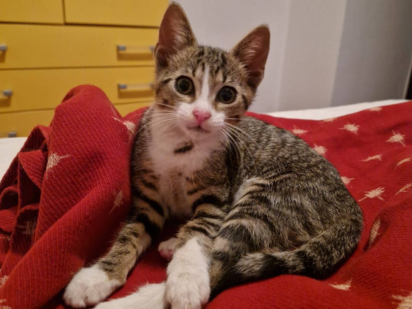 Adozione gatto, femmina, Razza sconosciuta Razza sconosciuta, 2 mesi, taglia non valida, Teramo