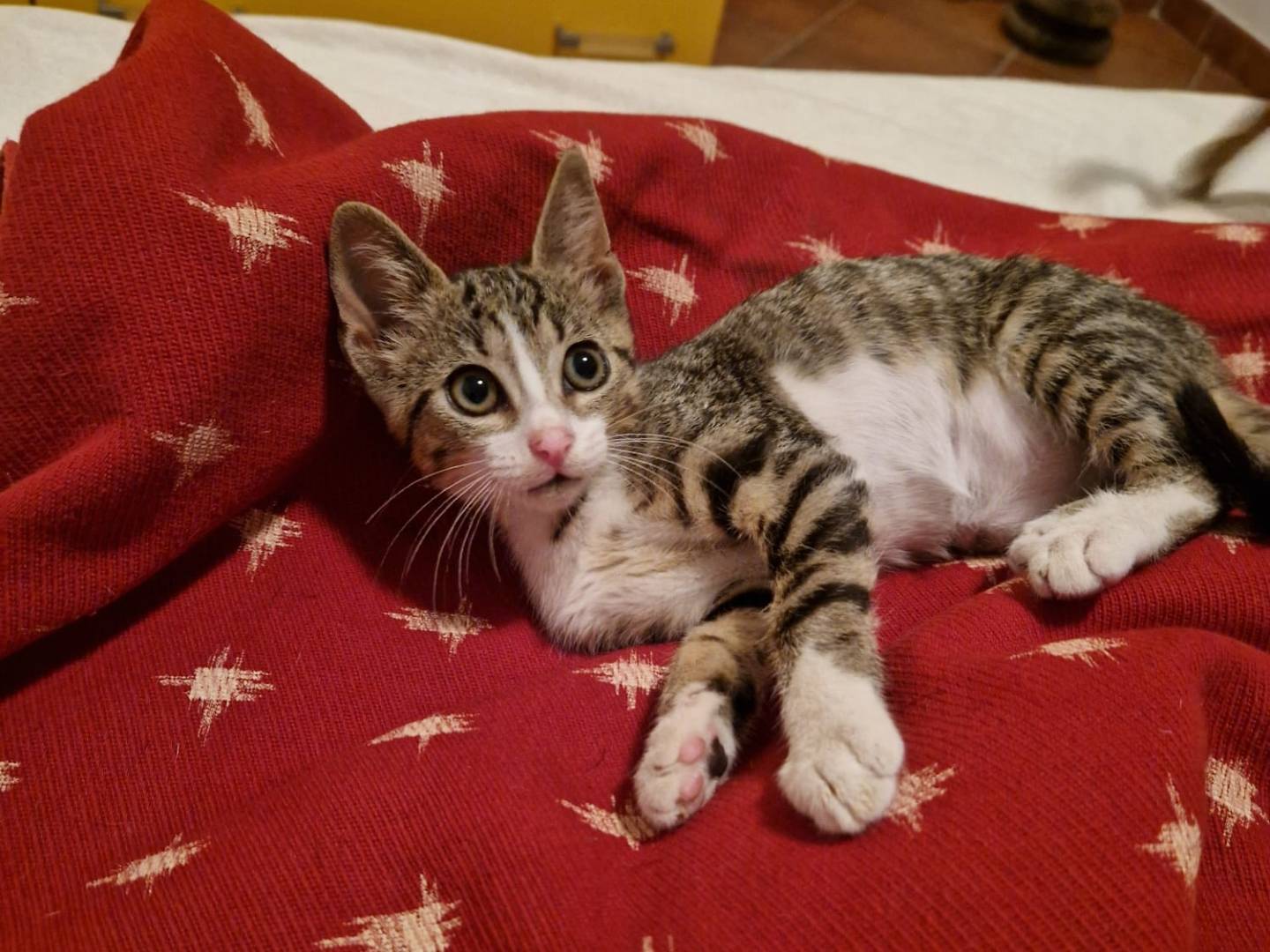 Adotta un gatto, femmina, 2 mesi, Teramo