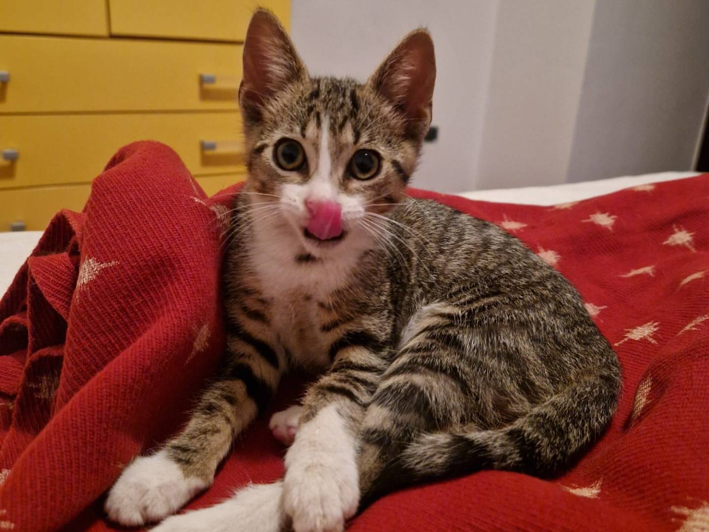 Adotta un gatto, taglia non valida, femmina, Teramo