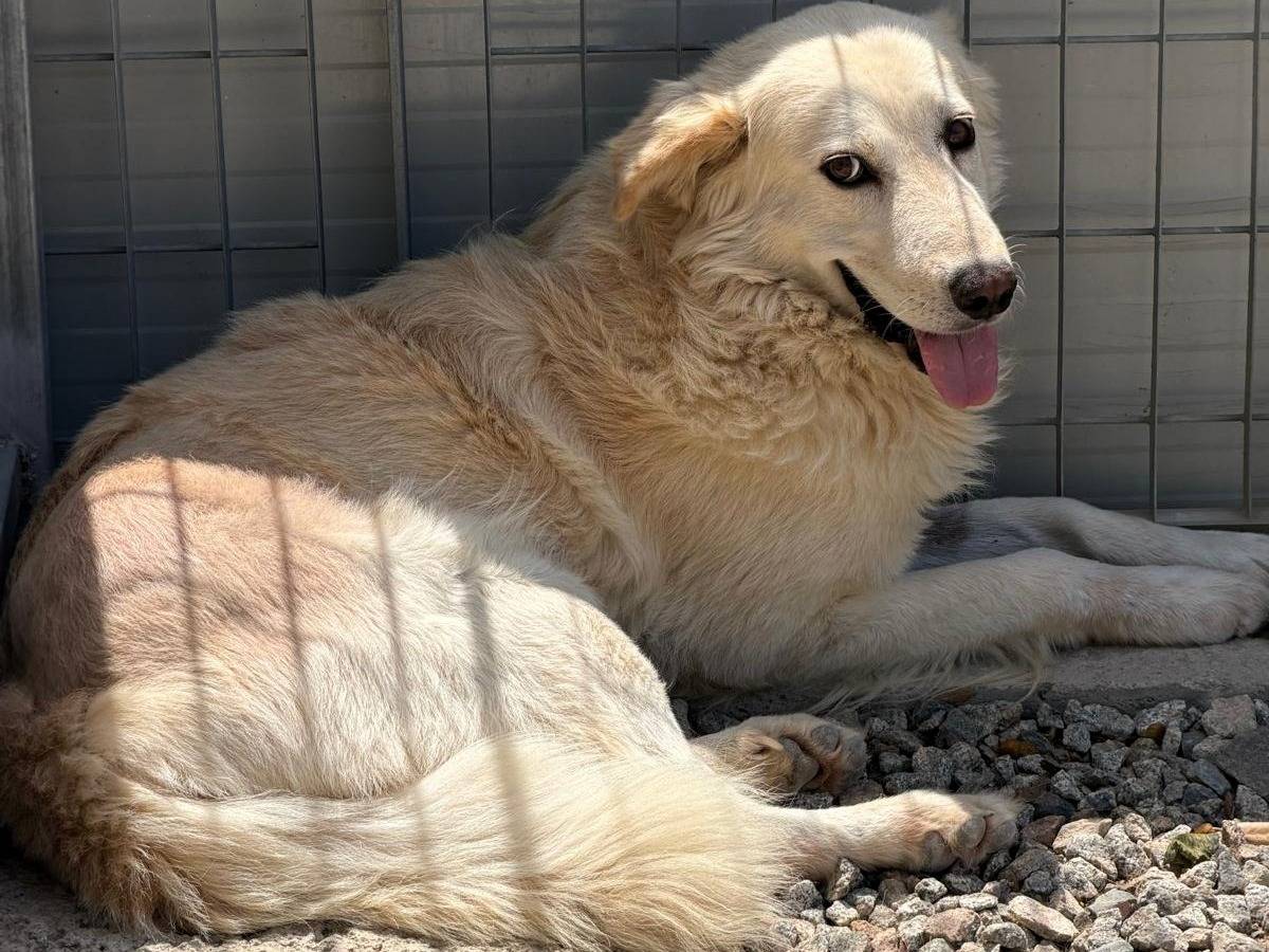 Adozione cane, maschio, Razza sconosciuta Razza sconosciuta, 5 anni e 1 mese, taglia grande, Sassari