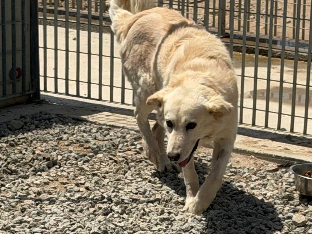 Adotta un cane, maschio, 5 anni e 1 mese, Sassari