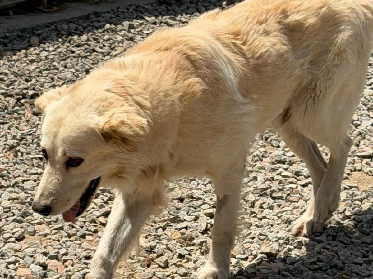 Adotta un cane, taglia grande, maschio, Sassari
