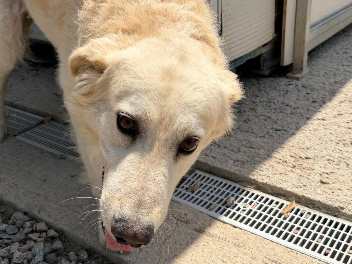 Vuoi adottare un cane a Sassari?