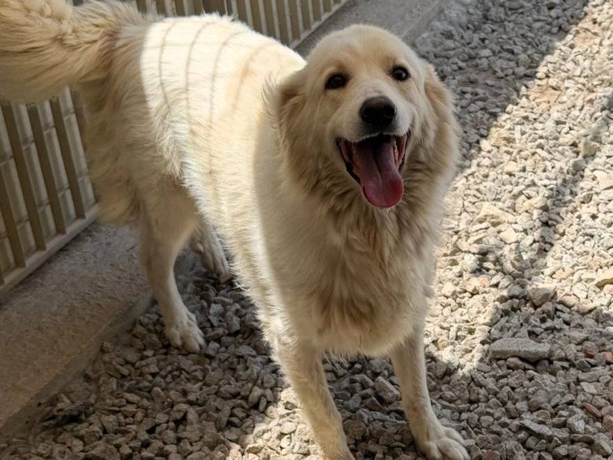 Adozione cane, maschio, Razza sconosciuta Razza sconosciuta, 4 anni e 11 mesi, taglia grande, Sassari