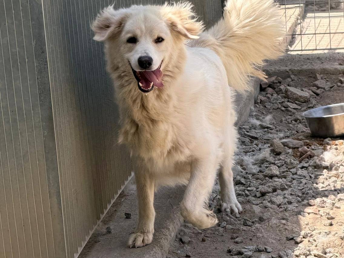 Adotta un cane, maschio, 4 anni e 11 mesi, Sassari