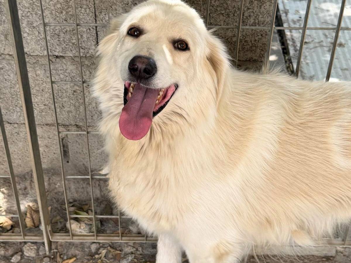 Adotta un cane, taglia grande, maschio, Sassari