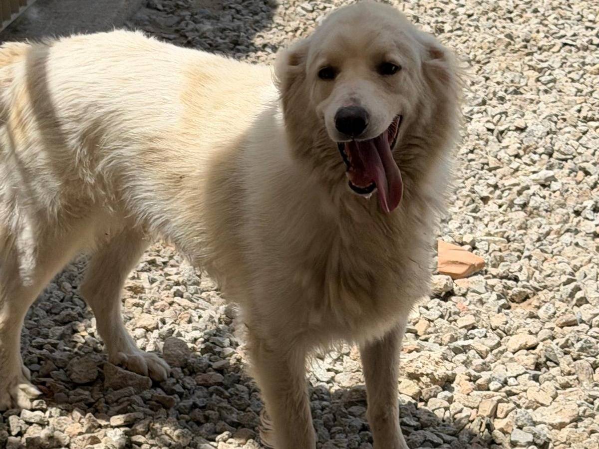Vuoi adottare un cane a Sassari?