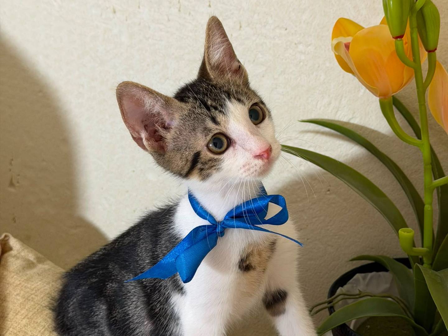 Adozione gatto, maschio, Razza sconosciuta Razza sconosciuta, 2 mesi, taglia non valida, Latina
