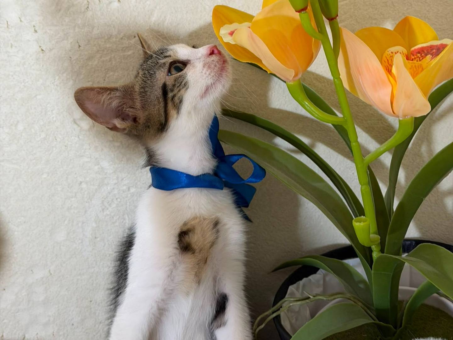 Adotta un gatto, maschio, 2 mesi, Latina