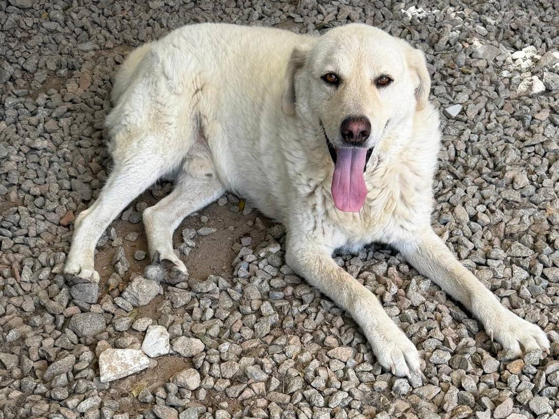 Adozione cane, maschio, Razza sconosciuta Razza sconosciuta, 6 anni e 9 mesi, taglia grande, Sassari
