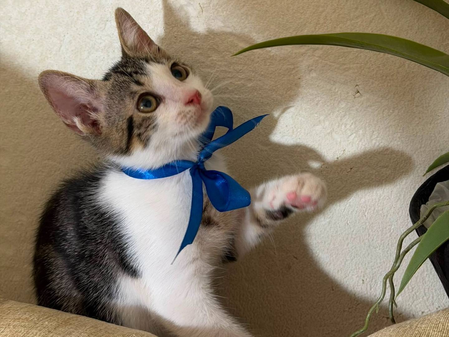 Adotta un gatto, taglia non valida, maschio, Latina