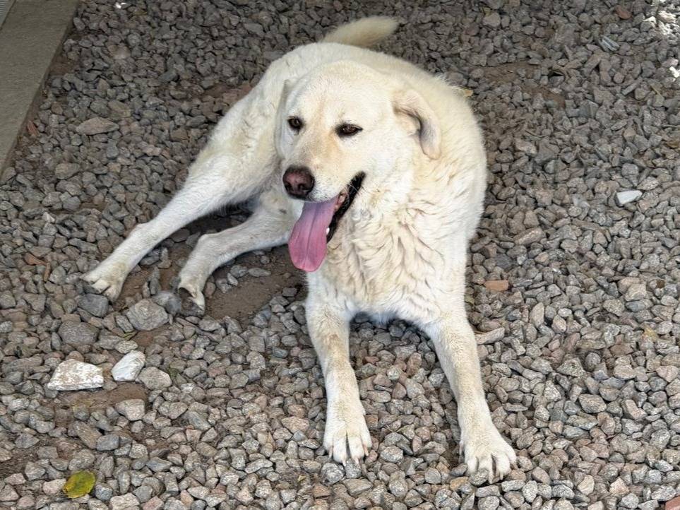 Adotta un cane, maschio, 6 anni e 9 mesi, Sassari
