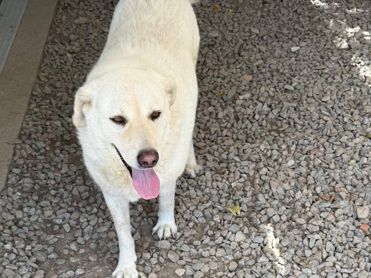Adotta un cane, taglia grande, maschio, Sassari