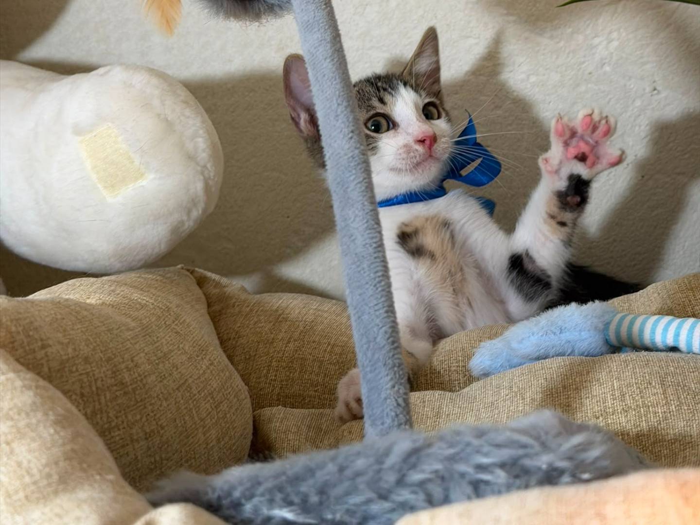 Vuoi adottare un gatto a Latina?