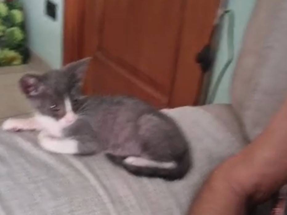 Vuoi adottare un gatto a Teramo?