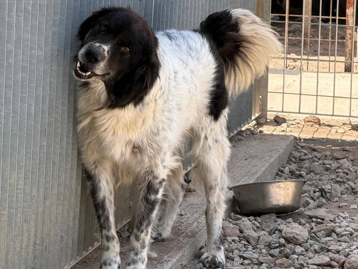 Adozione cane, maschio, Razza sconosciuta Razza sconosciuta, 4 anni e 10 mesi, taglia grande, Sassari