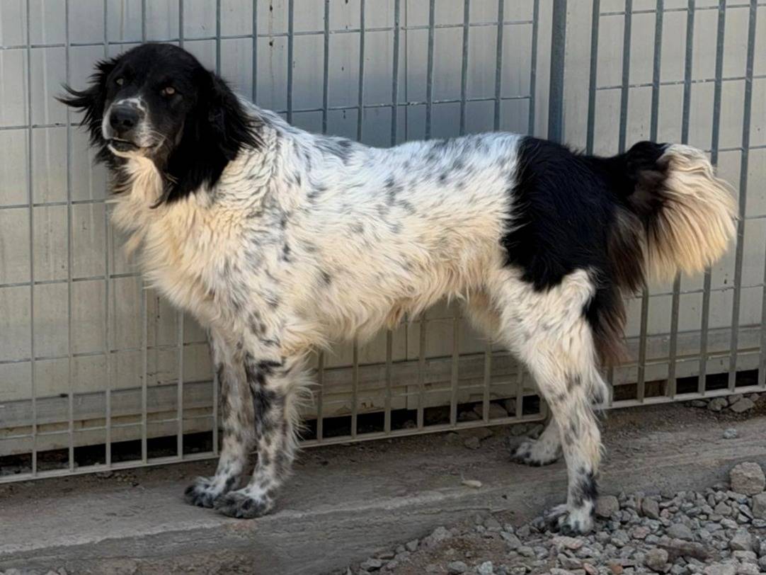Adotta un cane, maschio, 4 anni e 10 mesi, Sassari