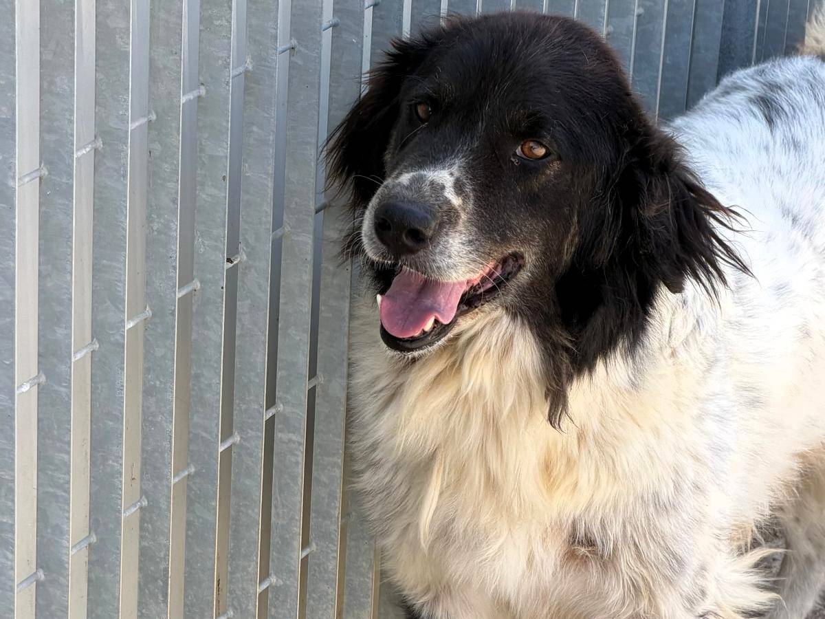Adotta un cane, taglia grande, maschio, Sassari