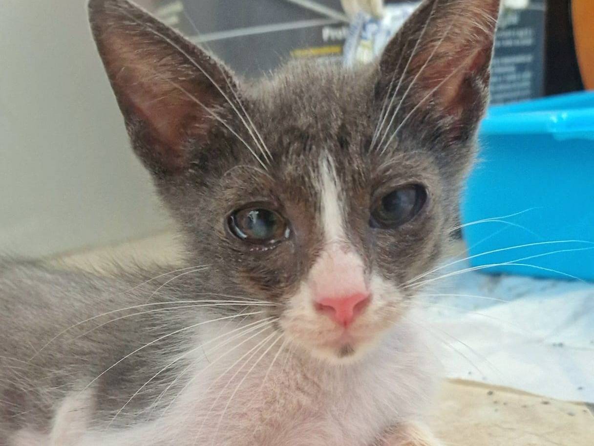 Adozione gatto, maschio, Razza sconosciuta Razza sconosciuta, 2 mesi, taglia non valida, Teramo