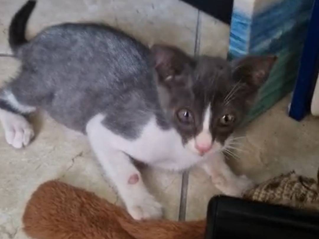 Adotta un gatto, taglia non valida, maschio, Teramo