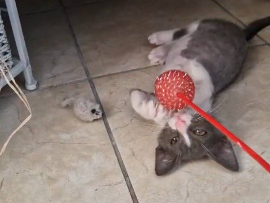 Adotta un gatto, maschio, 2 mesi, Teramo