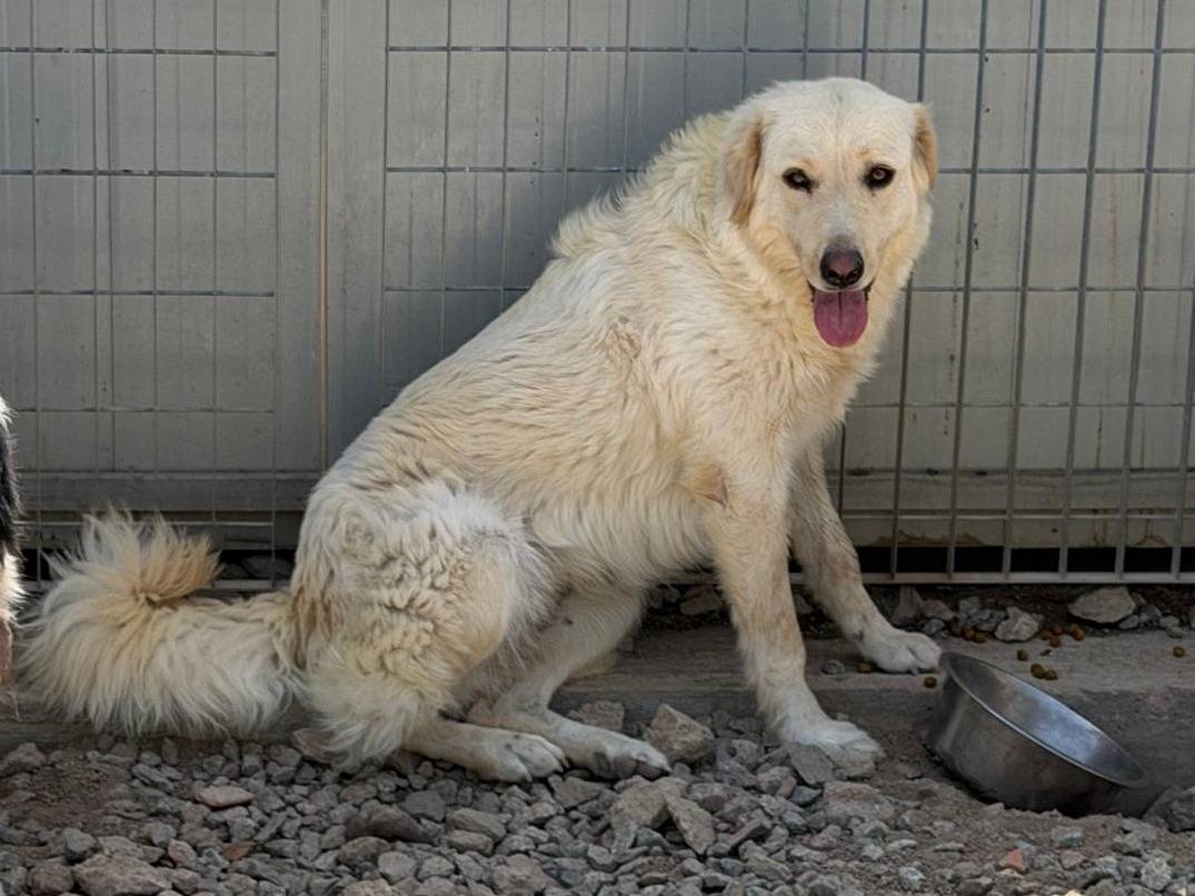 Adozione cane, femmina, Razza sconosciuta Razza sconosciuta, 2 anni e 4 mesi, taglia grande, Sassari