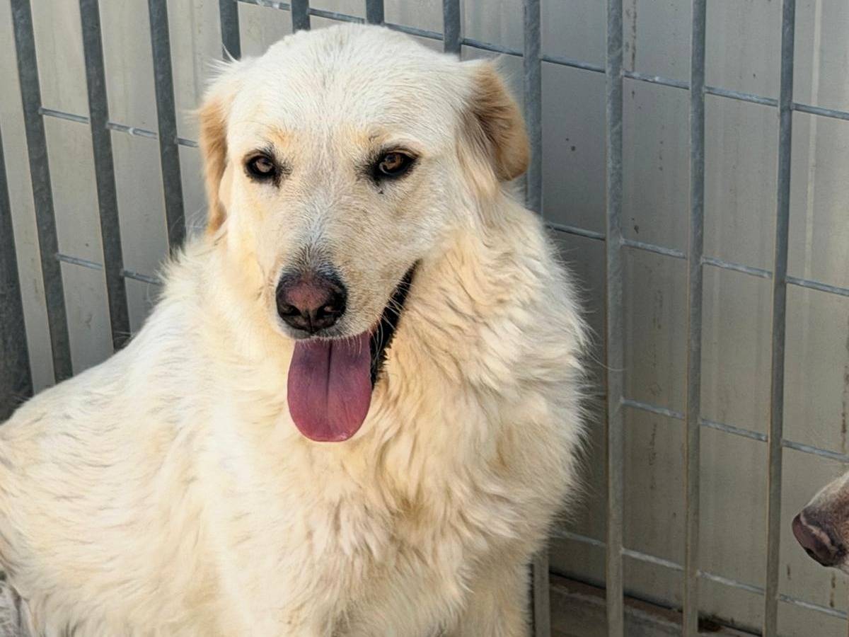 Adotta un cane, femmina, 2 anni e 4 mesi, Sassari