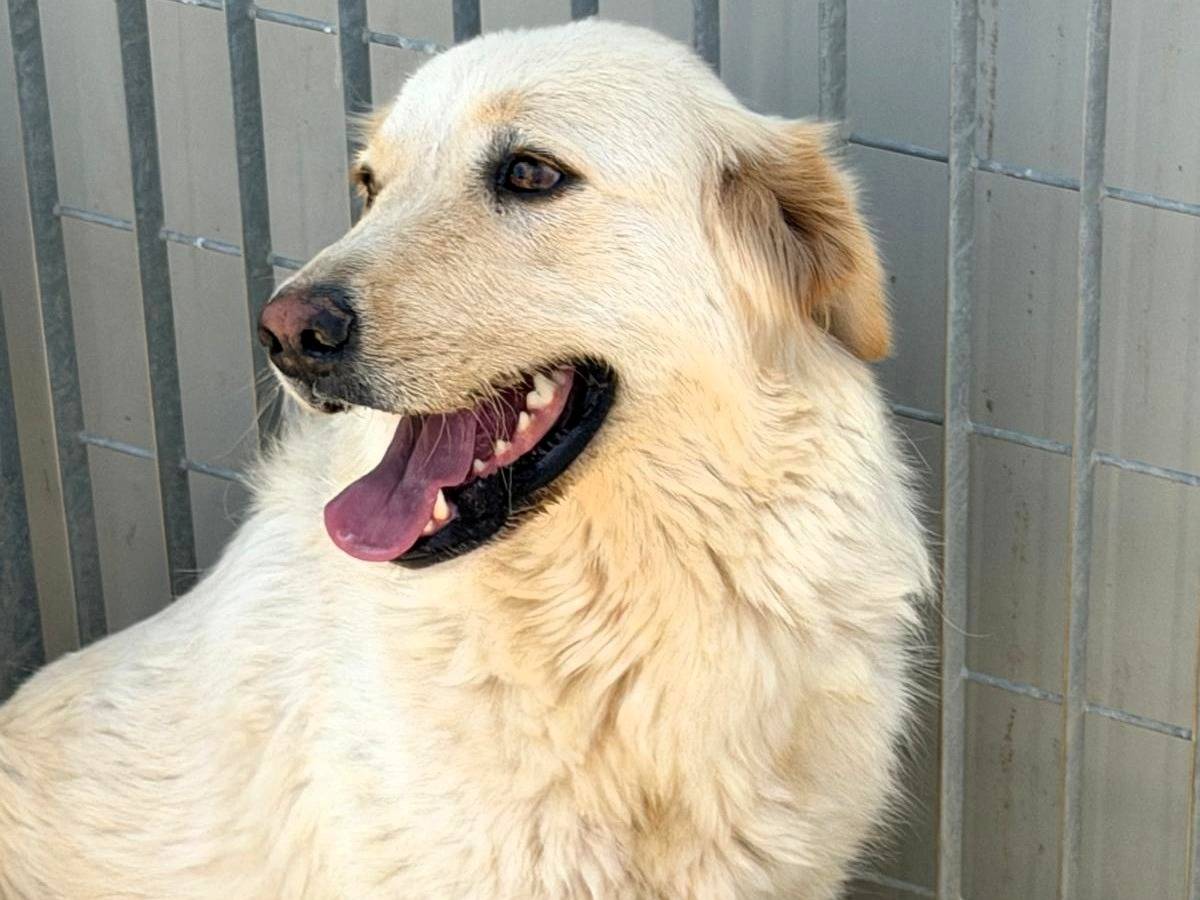Adotta un cane, taglia grande, femmina, Sassari