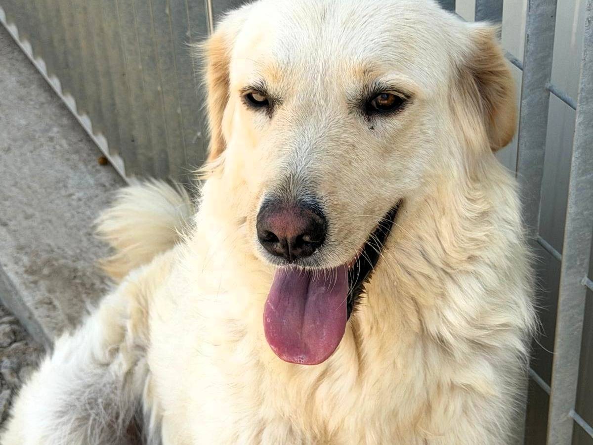 Vuoi adottare un cane a Sassari?