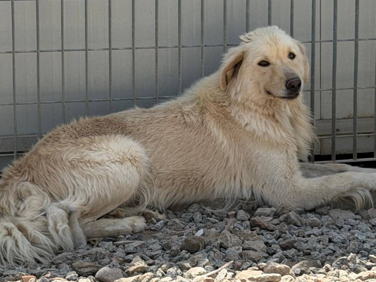 Adotta un cane, maschio, 4 anni e 11 mesi, Sassari