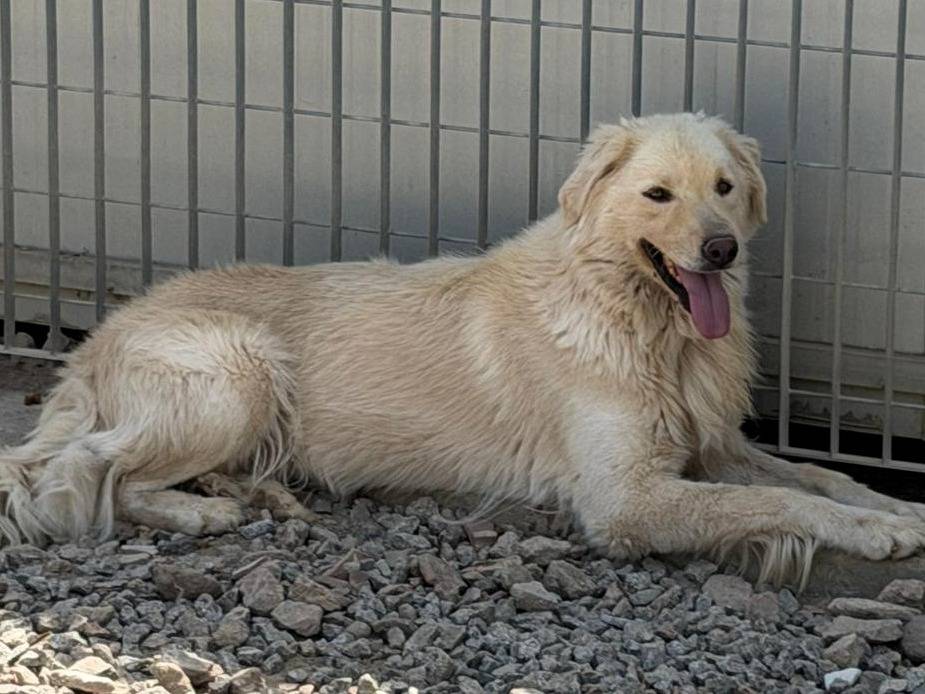Adotta un cane, taglia grande, maschio, Sassari