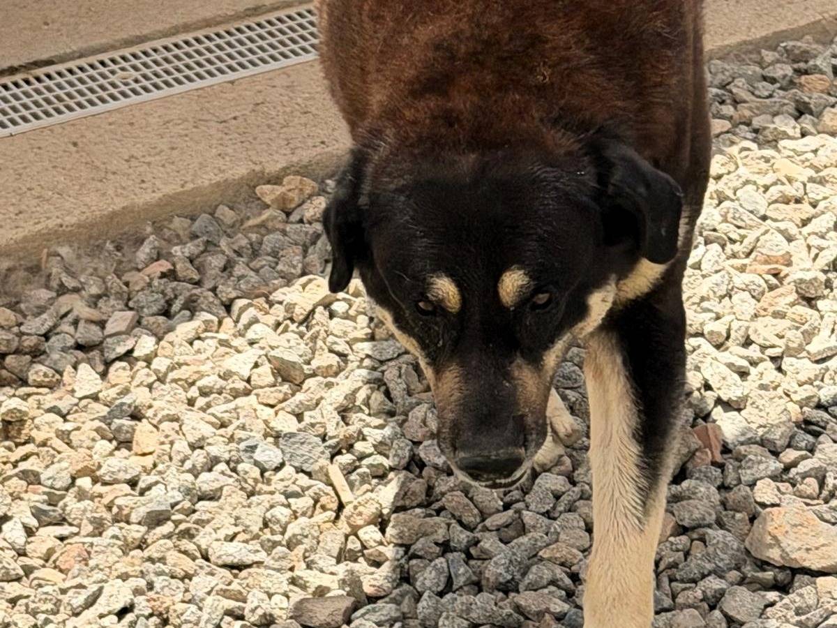 Adozione cane, maschio, Razza sconosciuta Razza sconosciuta, 4 anni e 5 mesi, taglia gigante, Sassari