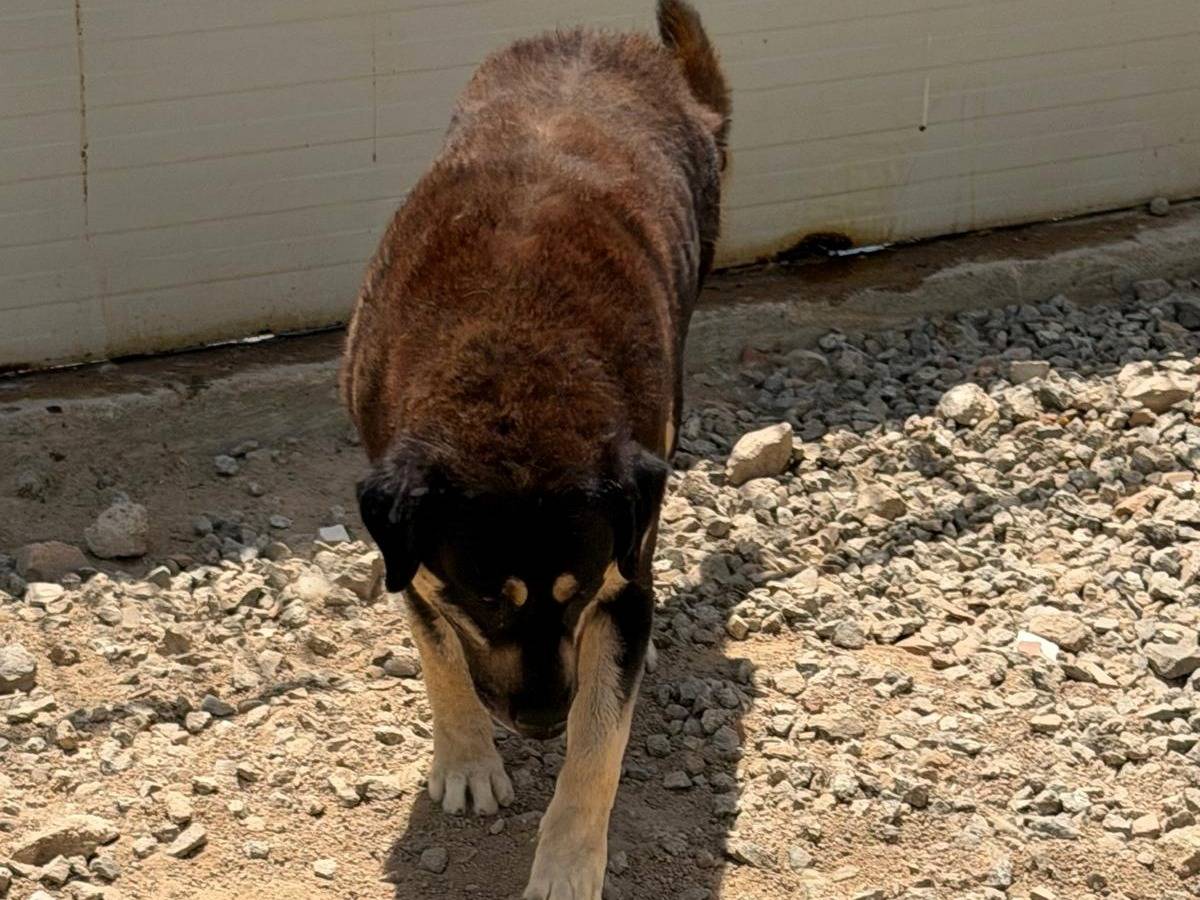 Adotta un cane, maschio, 4 anni e 5 mesi, Sassari