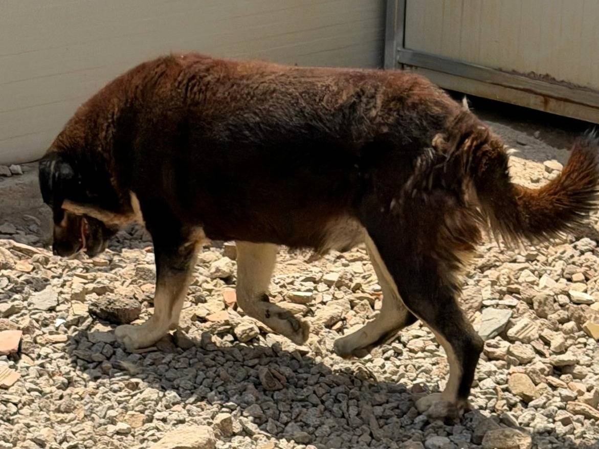 Adotta un cane, taglia gigante, maschio, Sassari