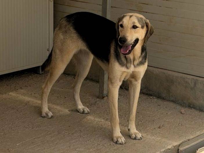 Adozione cane, femmina, Razza sconosciuta Razza sconosciuta, 1 anno e 4 mesi, taglia media, Sassari